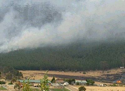 Fire raced across almost bare grazing land, leaving dead and critically injured livestock in its wake.