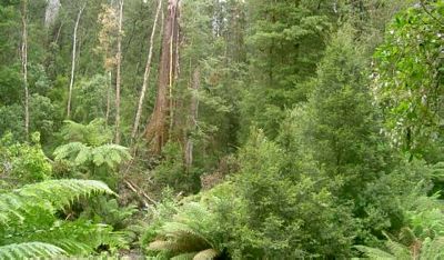 Our temperate rainforest has towering eucalypts, trees of many kinds and sizes, and an understorey of ferns, creepers and native ground-covers.