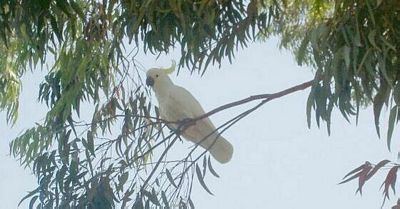 sulphur crested cockatoo perched high in a gum tree