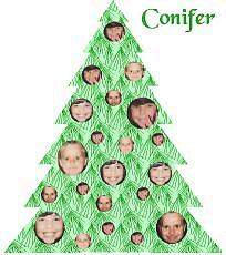 conifer