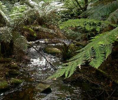 Ferny creeks like this one are a lovely part of south eastern Australia's forests.