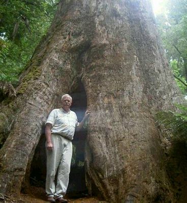 Huge old tree
