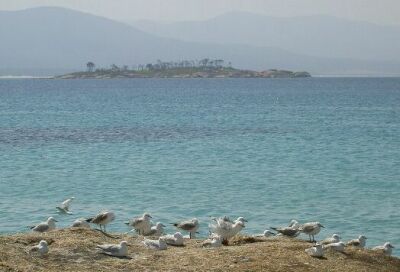 These gulls wait and watch for something edible to appear.