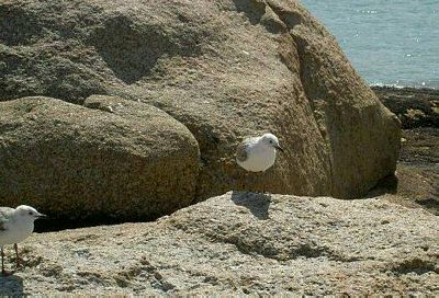 Young gulls sunning themselves on a rock