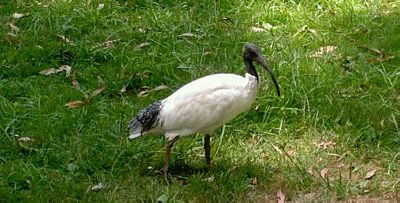 an ibis
