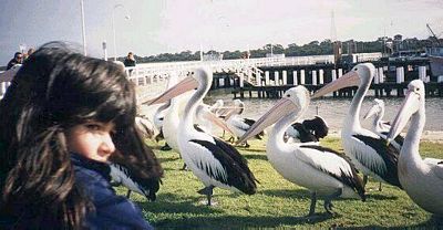Jen and pelicans
