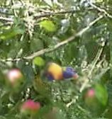 lorikeet stealing apples