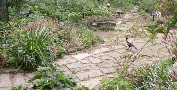 Maggie on the path in spring