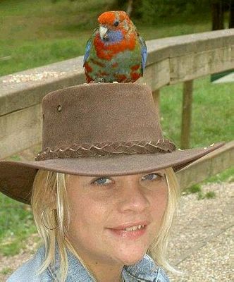 A young crimson rosella--on Paula's hat