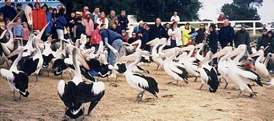 Pelicans approach