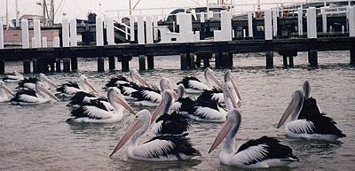 Pelicans wait for food