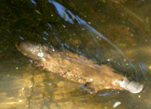 A platypus, usually a night hunter and bottom feeder, taking a swim at the surface.