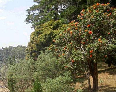 Native trees grow in company with introduced species.