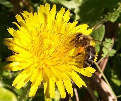 Honey bee with full pollen baskets