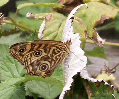 Common brown butterfly, male