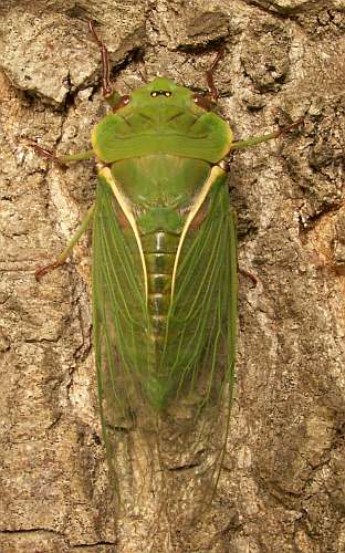 Recently emerged cicada on pin oak trunk