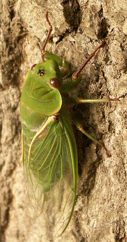 Recently emerged cicada on pin oak trunk