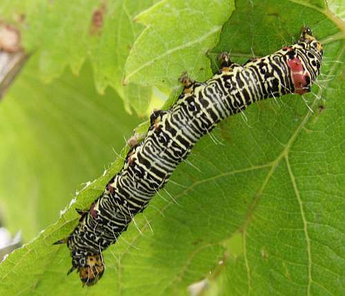 Grapevine caterpillar