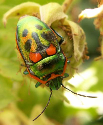 Jewel bug on brambles