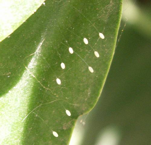 Lacewing eggs on zygocactus