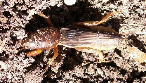 Mole cricket in turned soil
