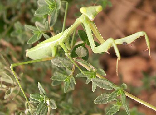 Praying mantis on garden thyme