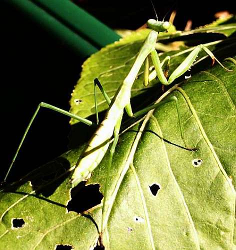 Praying mantis on plectranthus plant