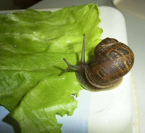 Odd-looking snail