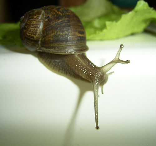 Odd-looking snail