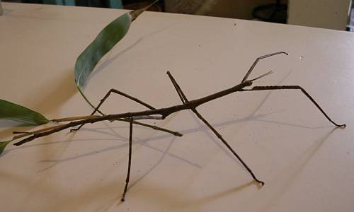 Small stick insect