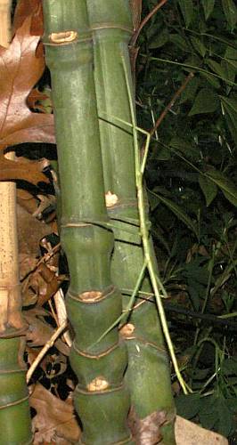 Stick insect on bamboo