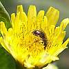 small bee on thistle flower