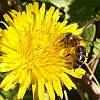 honey bee on dandelion flower