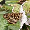 Common brown butterfly, male