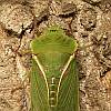 Recently emerged cicada on pin oak trunk