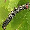 Grapevine caterpillar