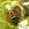 Jewel bug on brambles