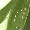 Lacewing eggs on zygocactus