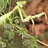 Praying mantis on garden thyme