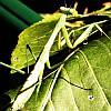 Praying mantis on plectranthus plant