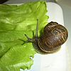 Odd-looking snail