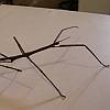 Small stick insect