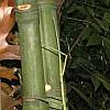 Stick insect on bamboo