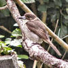 Young grey butcher bird