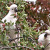 Sulphur crested cockies dining on cotoneaster berries