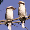 Laughing kookaburras