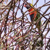 Rainbow lorikeet in gum tree