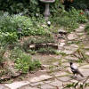 Australian magpie on garden path
