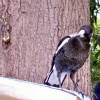 Australian magpie