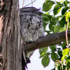 Tawny frogmouth sleeping peacefully